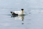 common eider duck