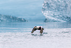 common eider duck