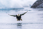 common eider duck