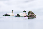 common eider ducks