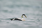 eider duck