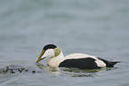 eider duck