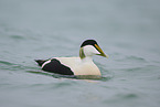 eider duck