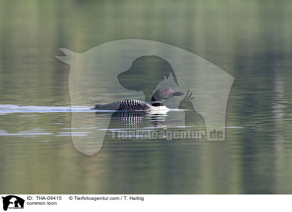 common loon / THA-09415