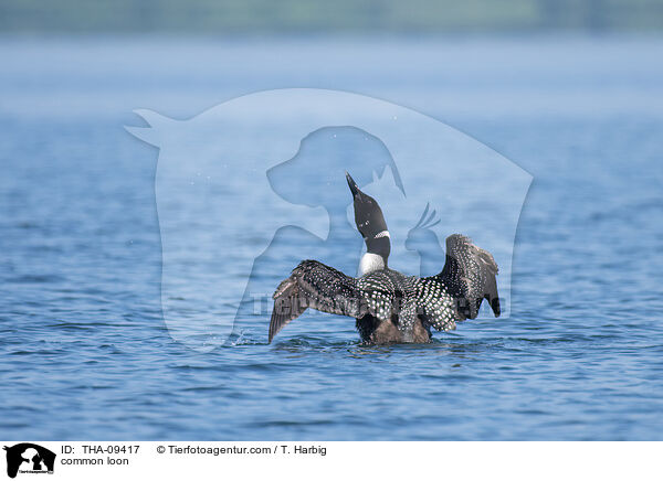 common loon / THA-09417