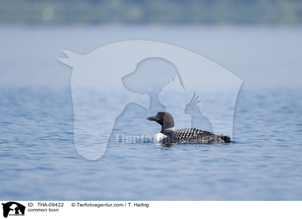 common loon / THA-09422