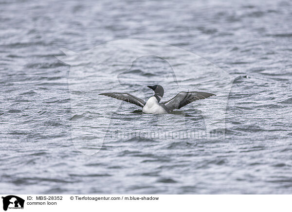 Eistaucher / common loon / MBS-28352