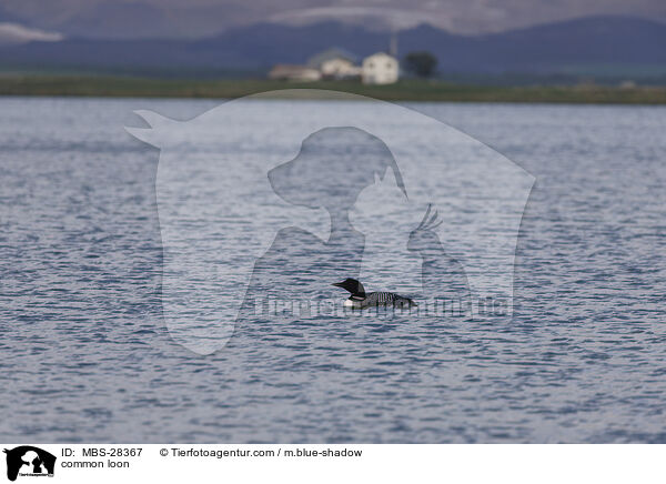 common loon / MBS-28367