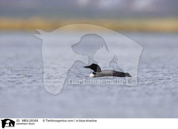 common loon / MBS-28368