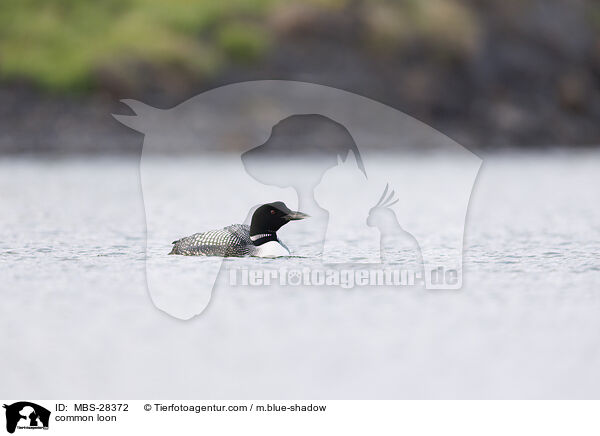 common loon / MBS-28372