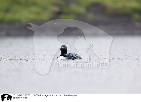 common loon / MBS-28373