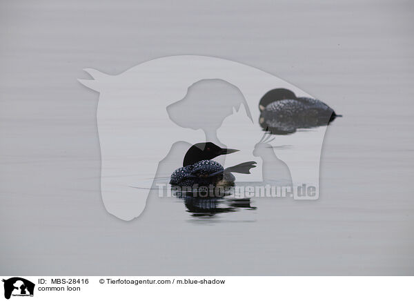 common loon / MBS-28416