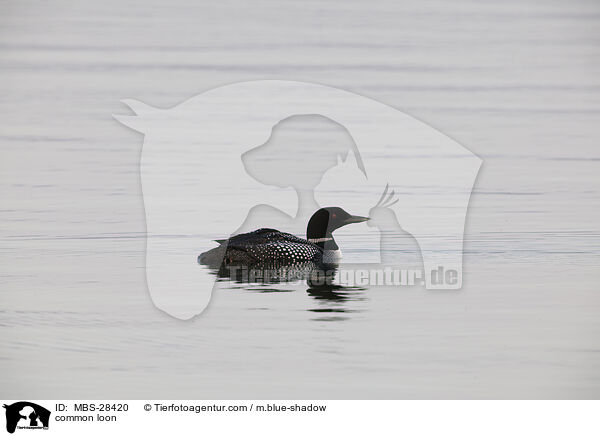 Eistaucher / common loon / MBS-28420