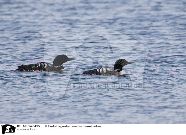 Eistaucher / common loon / MBS-28435
