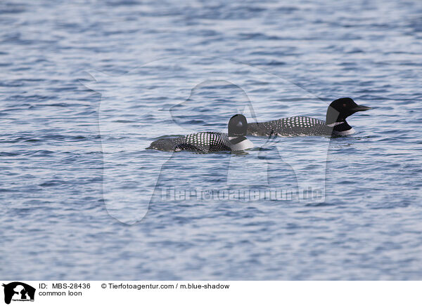 Eistaucher / common loon / MBS-28436