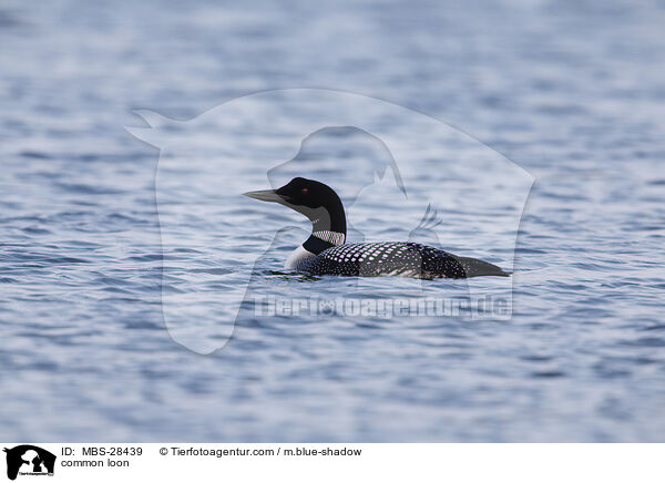 common loon / MBS-28439