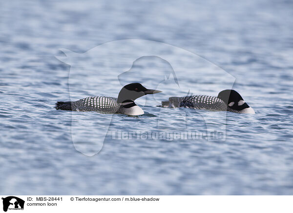 common loon / MBS-28441