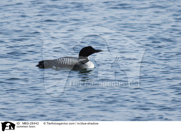 common loon / MBS-28442