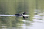 common loon