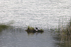 common loon