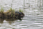 common loon
