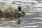 common loon