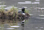 common loon