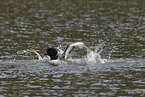 common loon