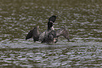 common loon