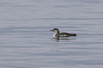 common loon