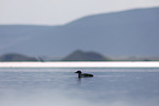 common loon