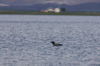 common loon
