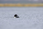 common loon