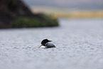 common loon