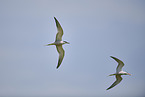 elegant tern