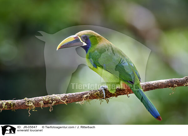 emerald toucanet / JR-05647