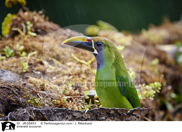 Laucharassari / emerald toucanet / JR-05653