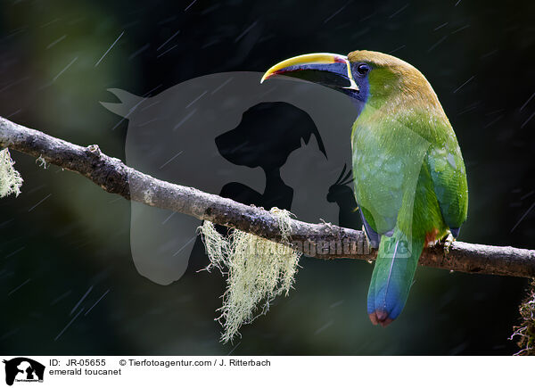 emerald toucanet / JR-05655