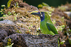 emerald toucanet