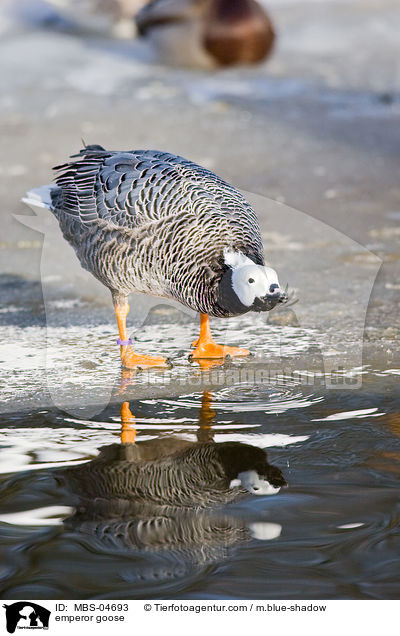 emperor goose / MBS-04693