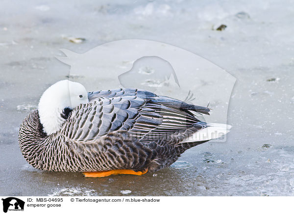 emperor goose / MBS-04695