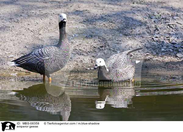 emperor geese / MBS-08358