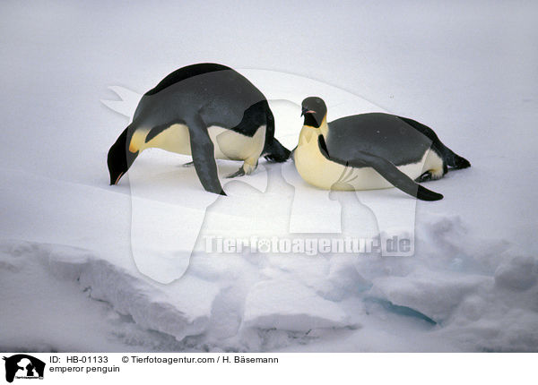 Kaiserpinguine / emperor penguin / HB-01133