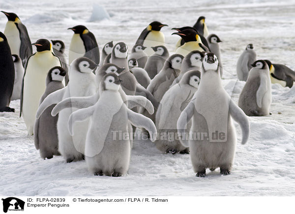 Kaiserpinguine / Emperor Penguins / FLPA-02839