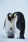 Emperor Penguins
