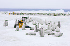 Emperor Penguins
