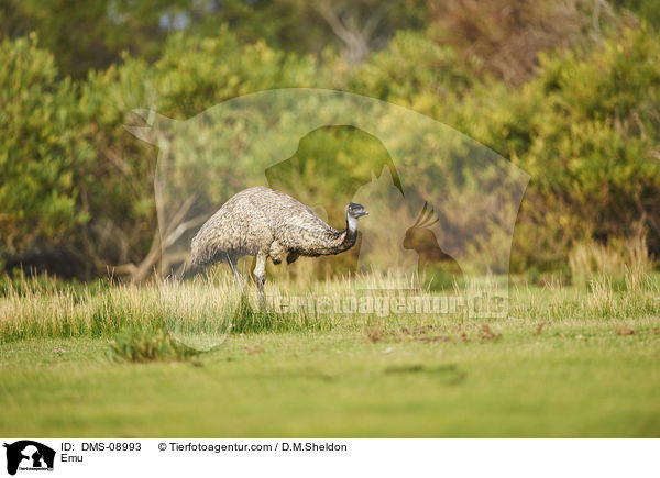 Emu / Emu / DMS-08993