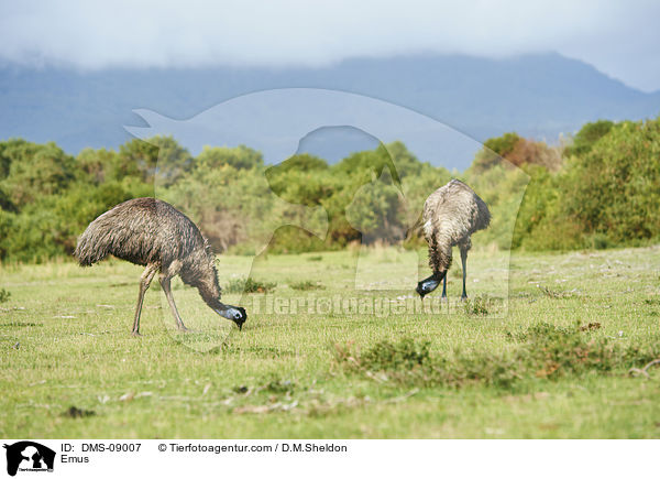 Emus / Emus / DMS-09007