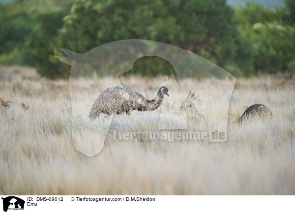 Emu / Emu / DMS-09012