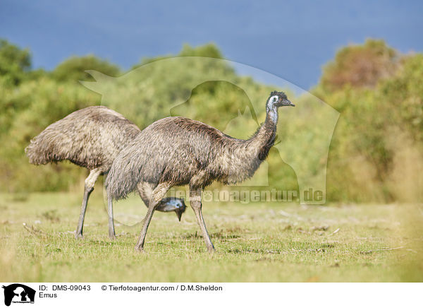 Emus / Emus / DMS-09043